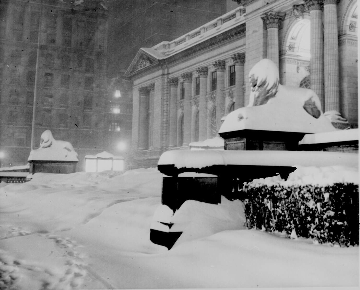 New York Public Library Lions, 1948 - Photo - Animals Library New.